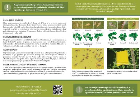 Obvestilo o zatiranju ameriškega škržatka 1